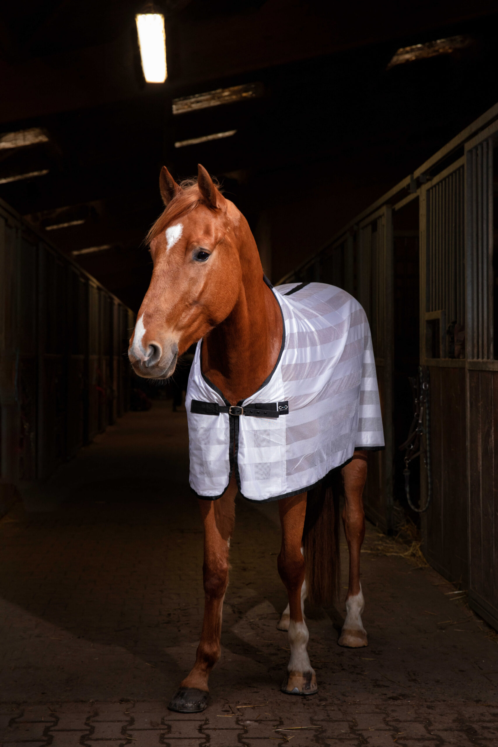 RIDING WORLD Decke – Mesh