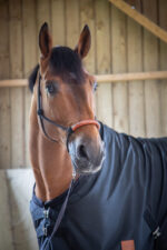 PADDOCK "Ripstop" stable sheet - Image 8