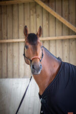 PADDOCK "Séchante" cooler rug - Image 4