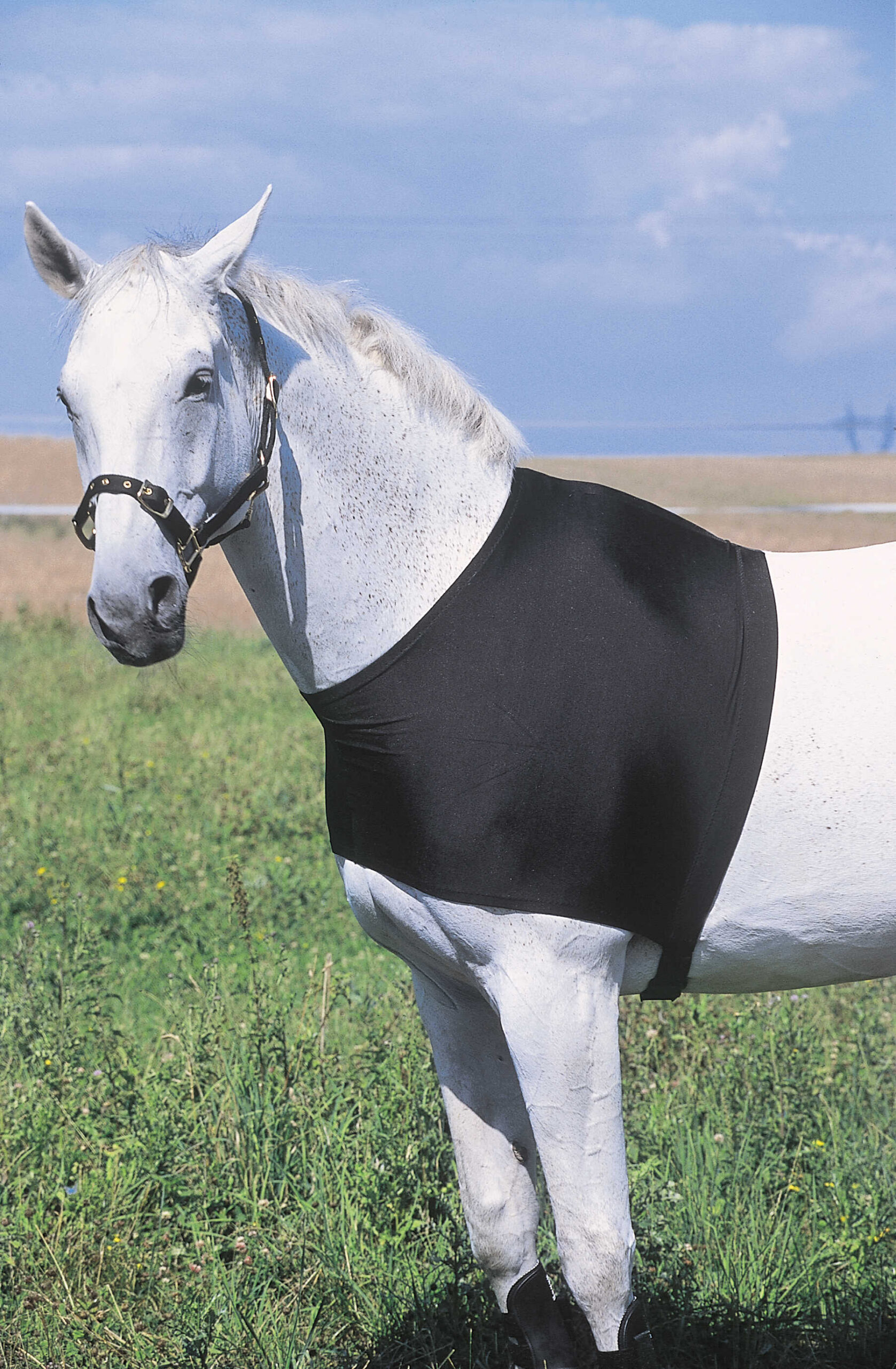 EQUITHÈME shoulder protection