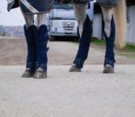 EQUITHÈME Transportgamaschen - Classic - Image 4