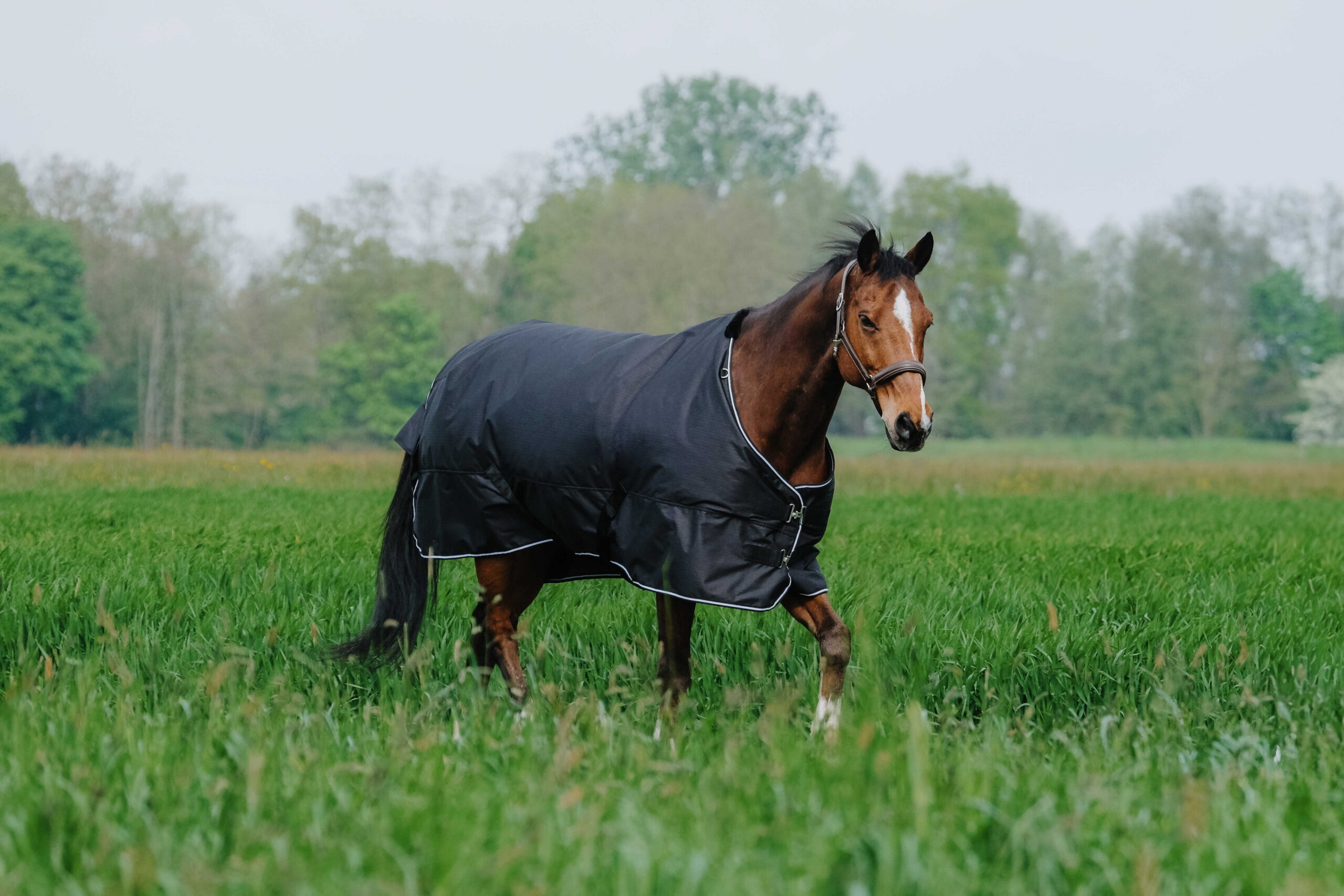 EQUITHÈME - TYREX 600D - Turnout Rug