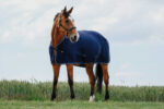 RIDING WORLD Cooler rug - Image 3