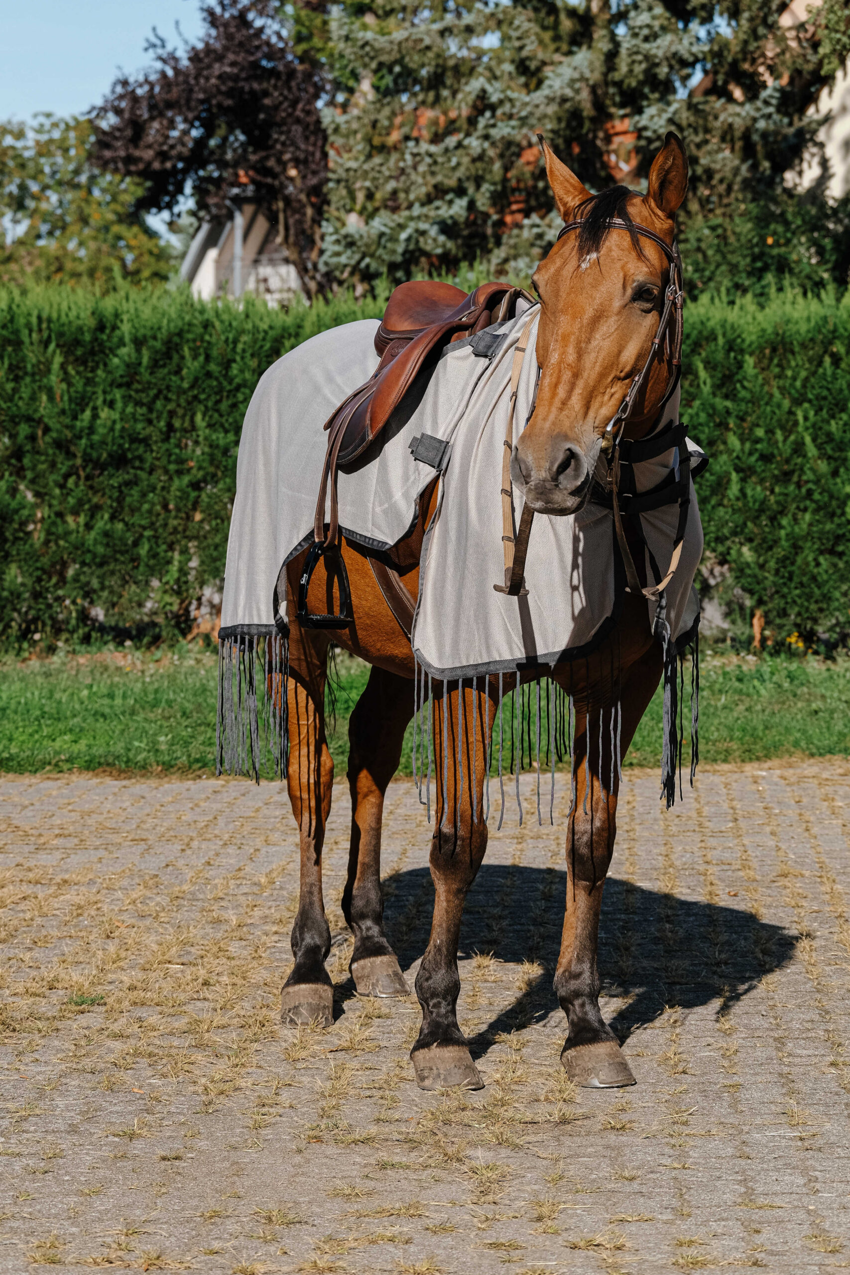 400703063_ambi_1 RIDING WORLD Anti-Fly Work Rug - Image 1