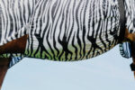 RIDING WORLD Zebra Anti-Eczema Blanket - Image 5