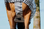 RIDING WORLD Zebra Anti-Eczema Blanket - Image 8