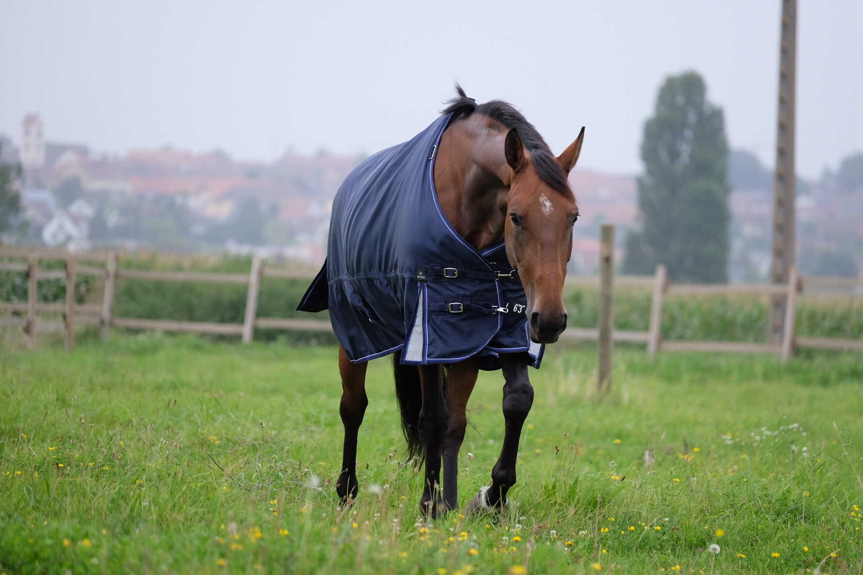EQUITHEME - TYREX 1680D - Turnout Rug