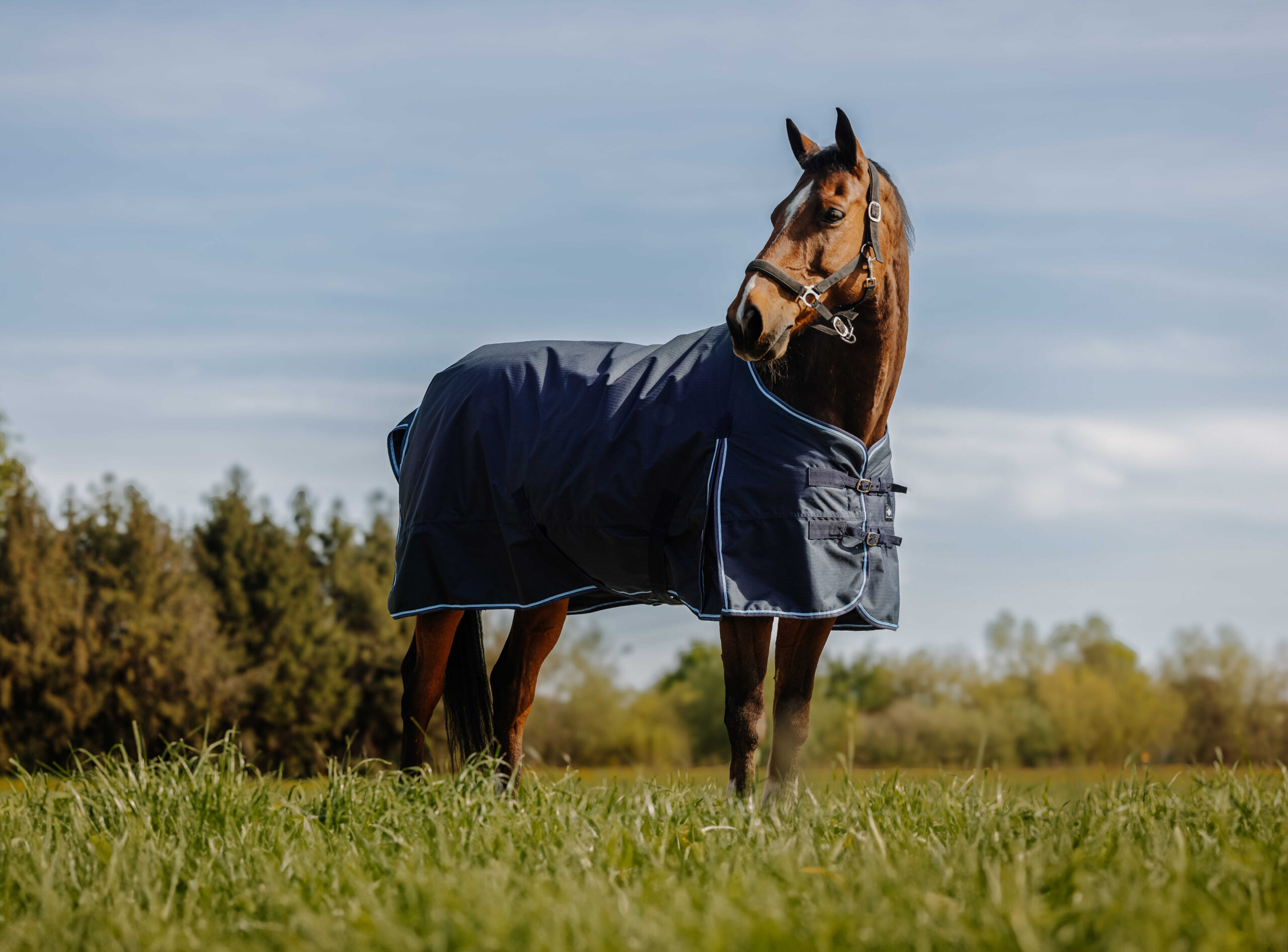 RIDING WORLD - Eco 600D - Rug