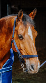 RIDING WORLD complete set - Image 7