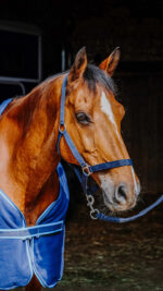 RIDING WORLD complete set - Image 8