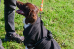 EQUITHÈME - Softshell - Hundedecke - Image 7