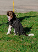 EQUITHÈME - Softshell - Hundedecke - Image 8