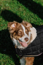 I love you EQUITHÈME Hundedecke - Image 14