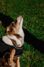 I love you EQUITHÈME Hundedecke - Image 15