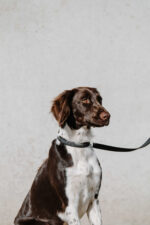 EQUITHÈME - Nala - Dog collar