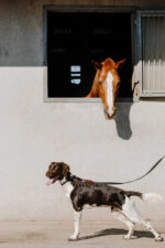 EQUITHÈME - Nala - Dog collar - Image 3