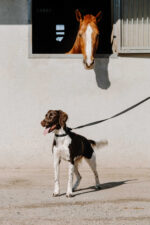 EQUITHÈME - Nala - Dog collar - Image 7