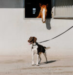 EQUITHÈME - Nala - Dog collar - Image 8