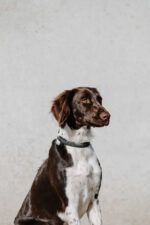 EQUITHÈME - Nala - Dog collar - Image 10