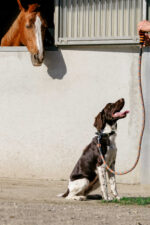 EQUITHÈME - Haspen - Dog leash with handle - Image 3