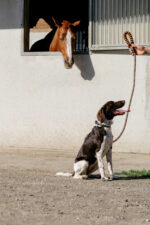 EQUITHÈME - Haspen - Dog leash with handle - Image 4