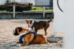 RIDING WORLD - Simba - Dog harness - Image 3