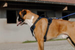 RIDING WORLD - Simba - Dog harness - Image 4