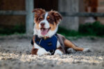 RIDING WORLD - Simba - Dog harness - Image 9