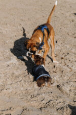 RIDING WORLD - Eco 600D - Hundedecke - Image 3