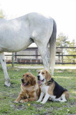 Natural leather collar DIEGO & LOUNA - Image 2