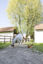 Natural leather collar DIEGO & LOUNA - Image 3