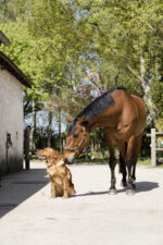 Natural leather collar DIEGO & LOUNA - Image 7