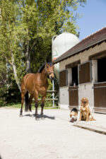 Natural leather collar DIEGO & LOUNA - Image 8