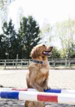 Nylonhalsband DIEGO & LOUNA - Image 5