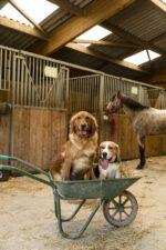 Nylonhalsband DIEGO & LOUNA - Image 6