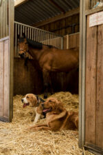 Nylonhalsband DIEGO & LOUNA - Image 7