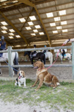 Nylon dog leash DIEGO & LOUNA