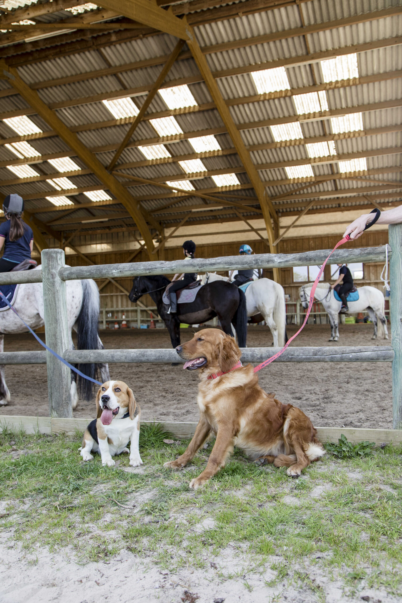Nylon dog leash DIEGO & LOUNA