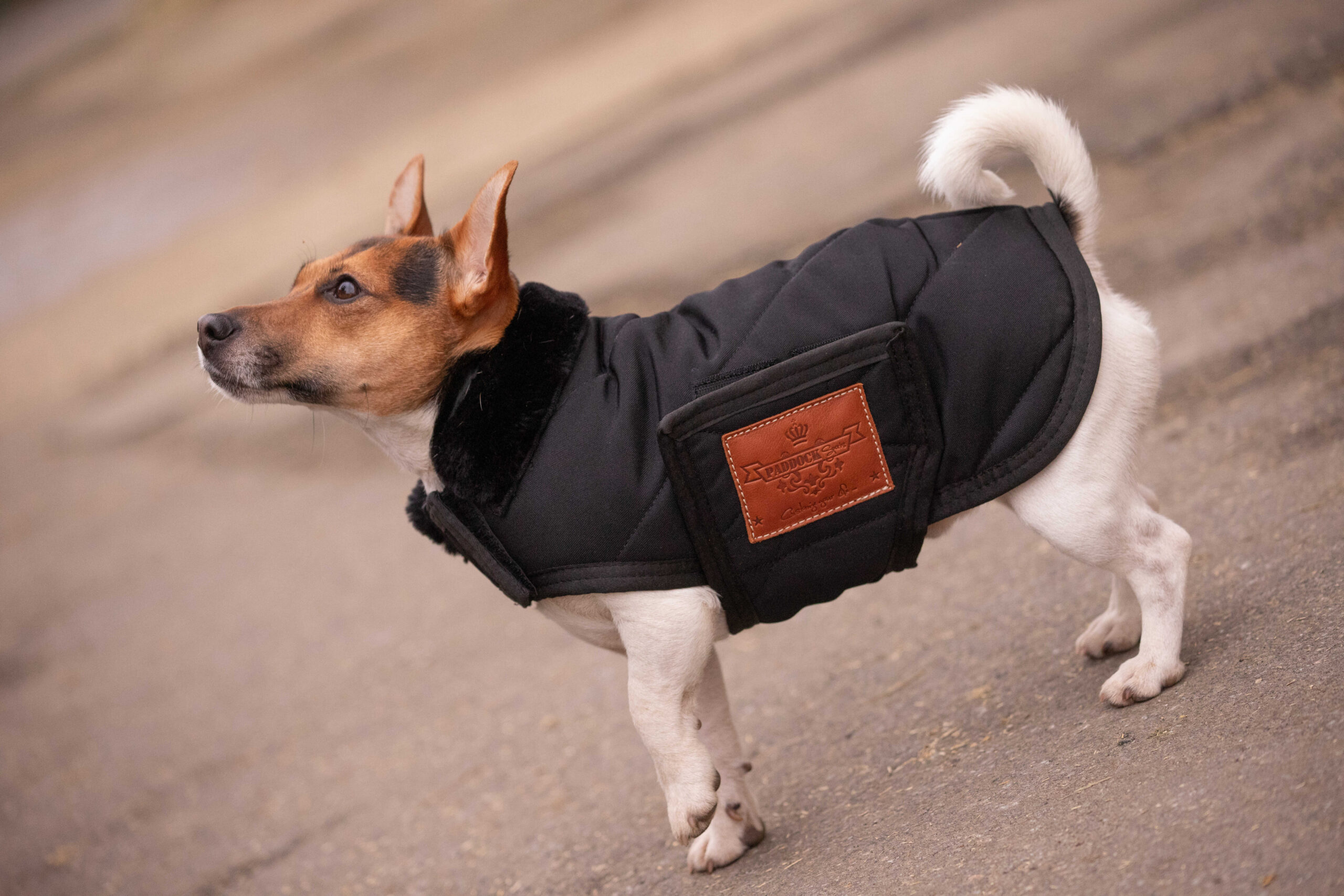 PADDOCK - Diagonal - Dog rug