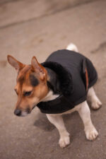 PADDOCK - Diagonal - Dog rug - Image 8