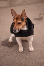 PADDOCK - Diagonal - Dog rug - Image 9