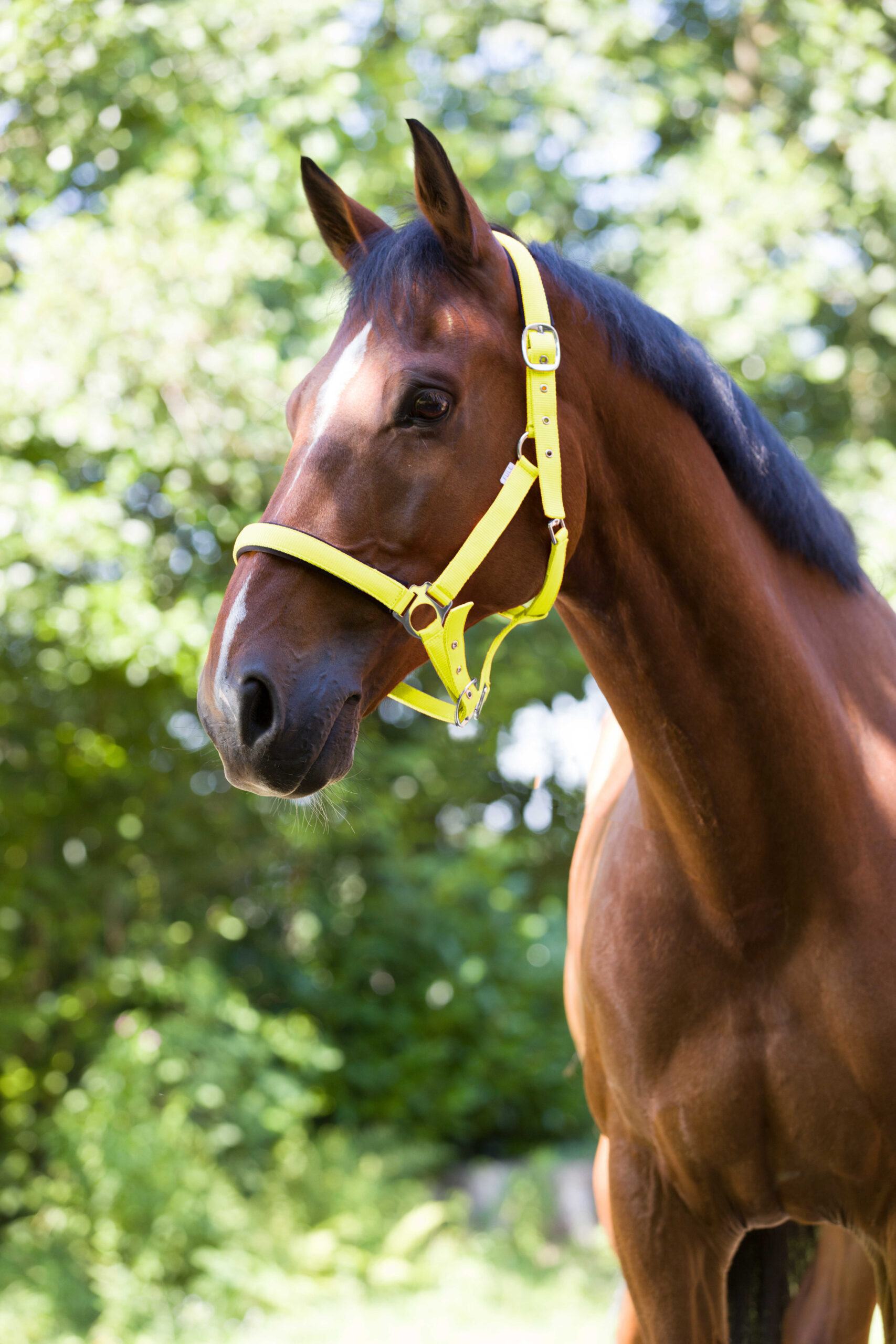 NORTON halter - fluorescent lined