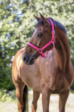 NORTON halter - fluorescent lined - Image 5