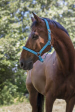 NORTON halter - fluorescent lined - Image 7