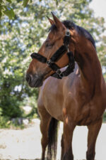 NORTON "Full synthetic sheepskin" halter - Image 2