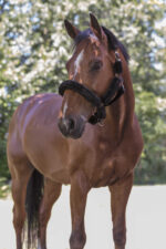 NORTON "Full synthetic sheepskin" halter - Image 3