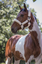 NORTON "Full synthetic sheepskin" halter - Image 5