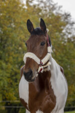 NORTON "Full synthetic sheepskin" halter - Image 12