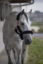 NORTON "Full synthetic sheepskin" halter - Image 14