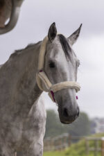 NORTON "Full synthetic sheepskin" halter - Image 16